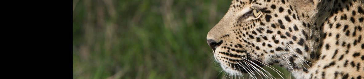 4-Day Timbavati Safari Short and Sweet