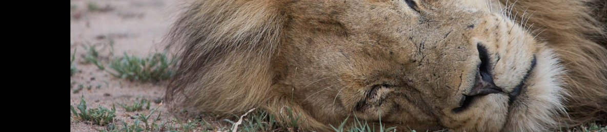 4-Day Classic Kruger Park Safari