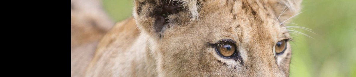 3-Day Classic Kruger Park Safari