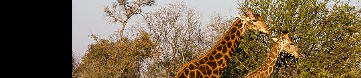 4-Day Safari to Kruger Park & Private Safari Lodge