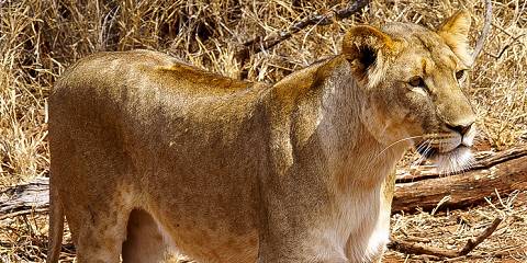 Budget camping Inside Kruger NP – Day 1: Dinner Included – Day 2: All Meals Included – Day 3: Breakfast & Lunch Included – Day 4: All Meals Included – Day 5: Breakfast & Dinner Included – Day 6-7: All Meals Included – Day 8: Breakfast & Lunch Included