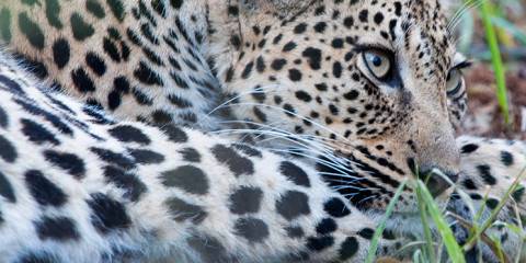 Budget camping Inside Northern Kruger NP – Day 1: Dinner Included – Day 2: All Meals Included – Day 3: Breakfast & Dinner Included