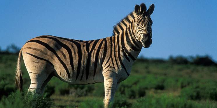 10-Day Private Kruger Camping Safari