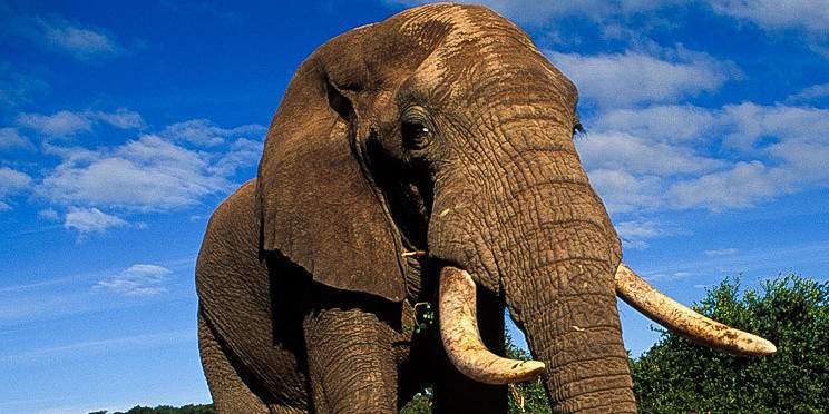 4-Day Private Kruger Park and Panorama Route Safari