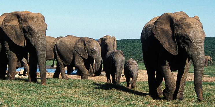 8-Day Private Kruger Family Safari