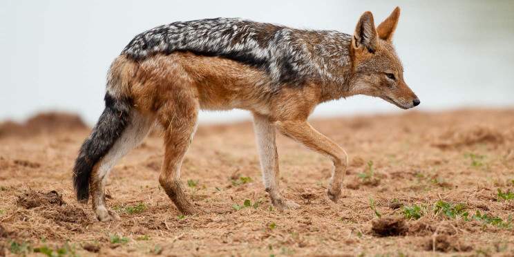 7-Day Kruger, Panorama Route and Private Game Reserve