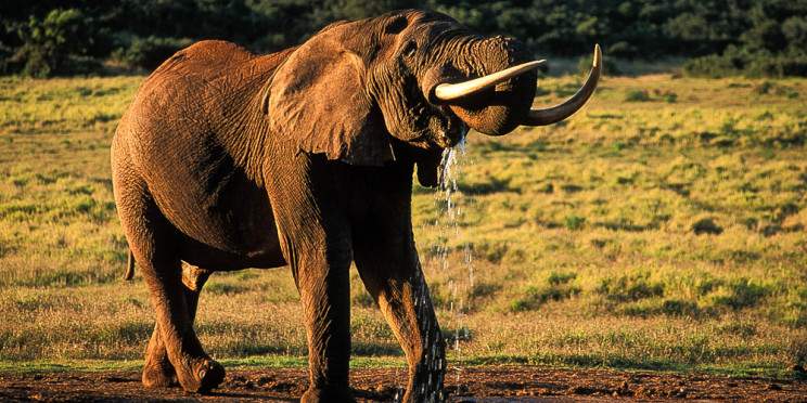 6-Day Private Kruger Camping Safari