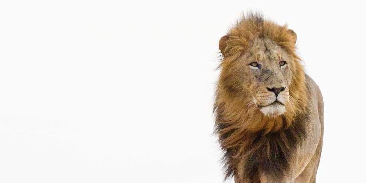 5-Day Private Kruger - Southern Safari Adventure