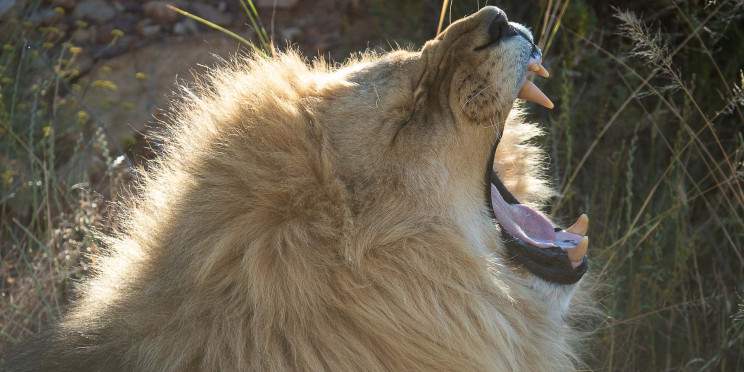 5-Day Luxury Kruger & Private Game Reserve Experience Sf