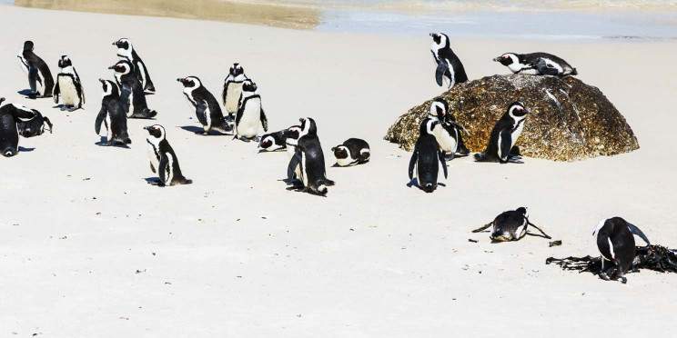 8-Day Cape Town, Winelands & Hermanus