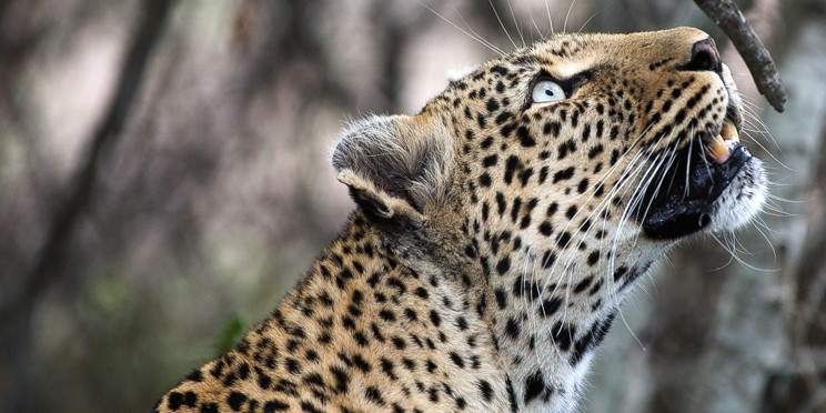5-Day Private Kruger and Panorama Family Safari