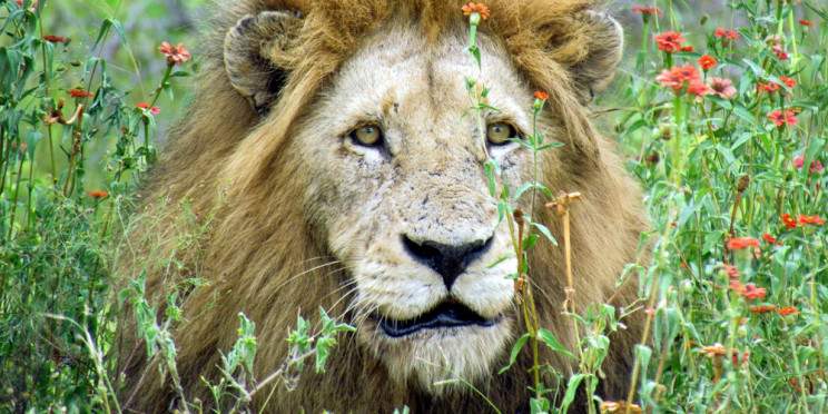 5-Day Private Kruger Safari and Panorama Route