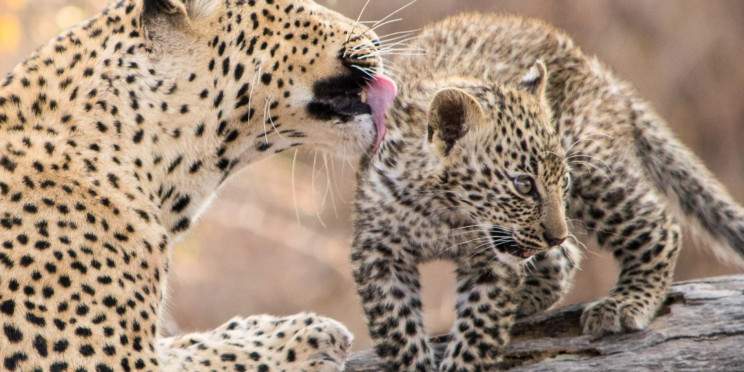 5-Day Luxury South Africa Safari in Kruger