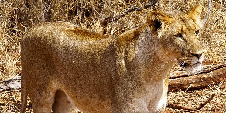 9-Day Kruger Private Camping Safari