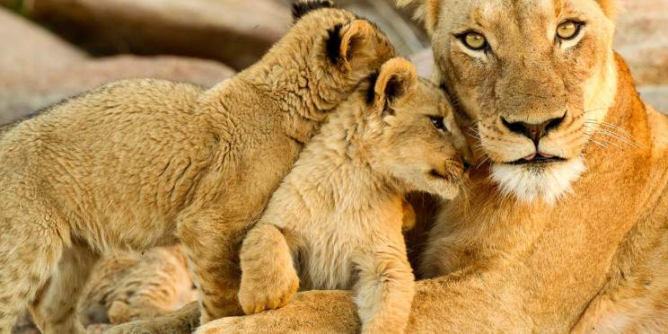5-Day Luxury Sabi Sands Safari