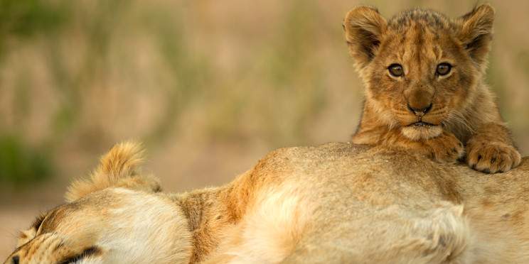 3-Day Tremisana Lodge Kruger Park Safari