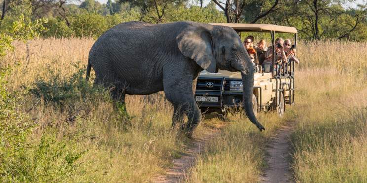 8-Day Bush & Beach Safari in Timbavati and Mozambique
