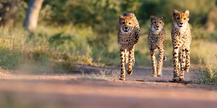 5-Day Kruger Park & Private Game Reserve Experience