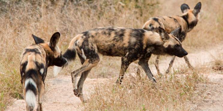 4-Day South Africa Safari Tour in Madikwe