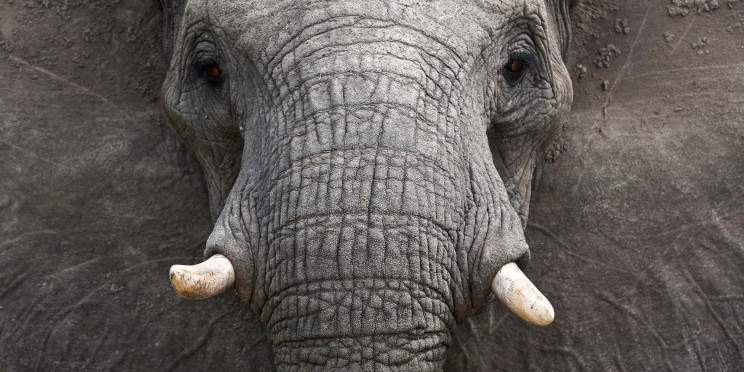 5-Day Luxury Kruger & Private Game Reserve Experience