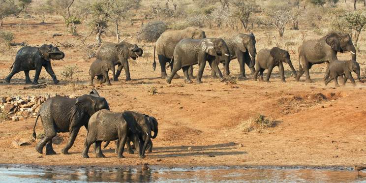 6-Day Private Kruger Safari