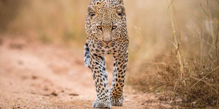 12-Day Golden Photography Safari Package