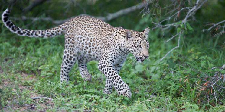 7-Day All Inclusive Safari in Madikwe & Sabi Sands