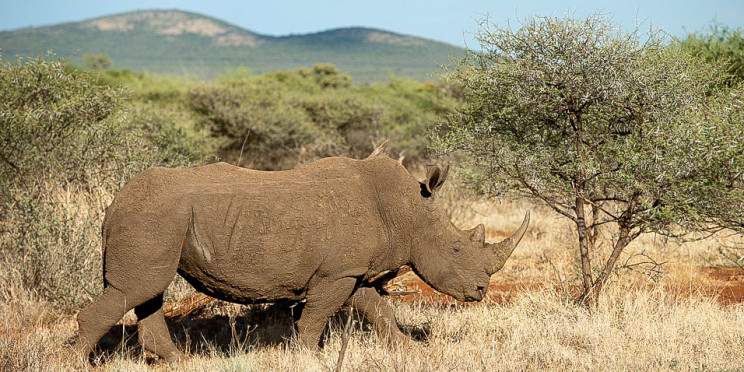 4-Day Malaria Free Big 5 Safari in Madikwe