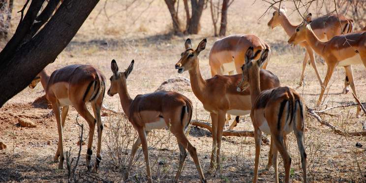 3-Day Best Budget Kruger Park Safari