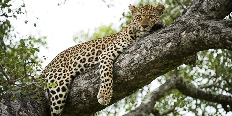 3-Day Private Kruger National Park Safari