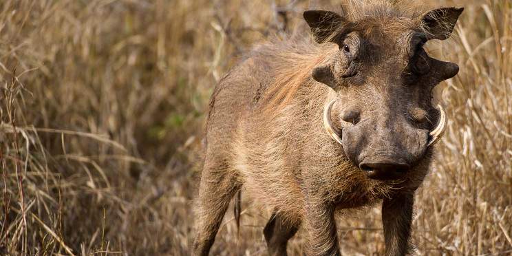 4-Day Luxury Kruger Safari & Private Game Reserve