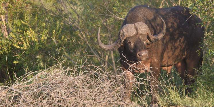 5-Day Kruger Park, Private Lodge & Panorama Route