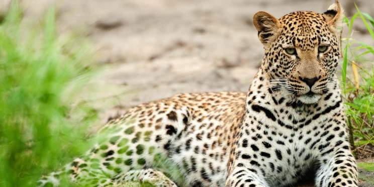 8-Day Cape Town and Sabi Sand Safari Honeymoon
