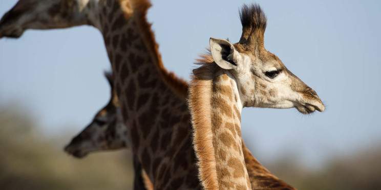 5-Day Private Kruger- Northern Safari Adventure