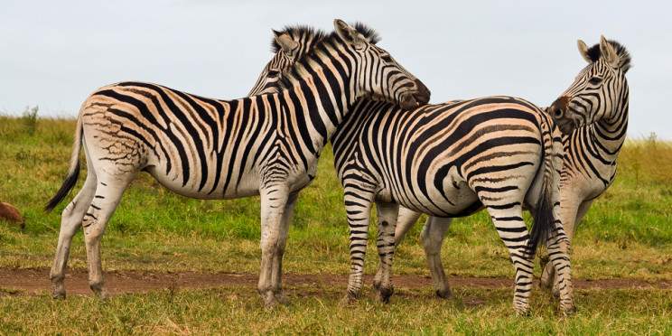 9-Day Private Kruger Safari