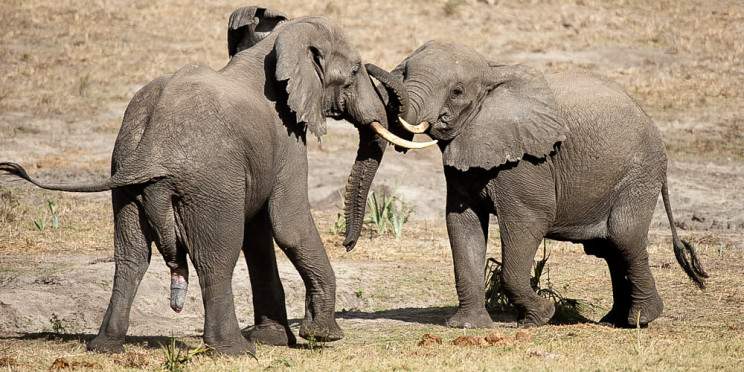4-Day Safari to Kruger National Park via Panorama Route