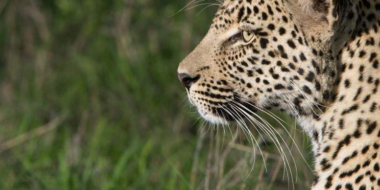4-Day Timbavati Safari Short and Sweet