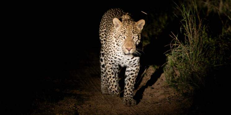 5-Day Kruger Park & Private Game Reserve Experience (Pbh