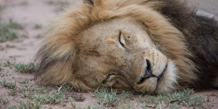 4-Day Classic Kruger Park Safari