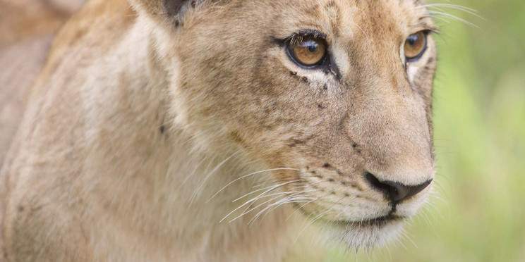 3-Day Classic Kruger Park Safari