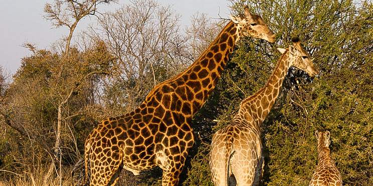 4-Day Safari to Kruger Park & Private Safari Lodge