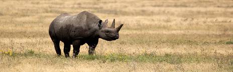 2-Day Zanzibar to Ngorongoro & Tarangire Luxury Safari