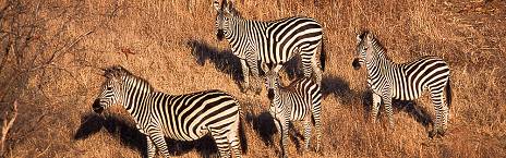 4-Day Ruaha National Park