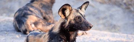 4-Day Ruaha National Park
