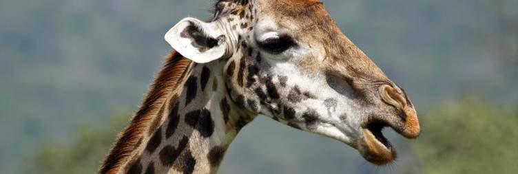 Arusha Town to Arusha National Park
