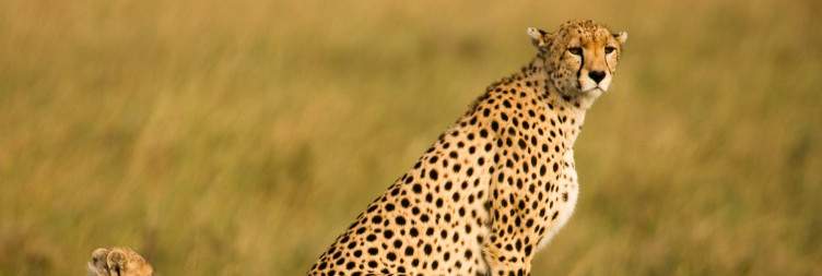 Transfer from Serengeti to Arusha/Airport