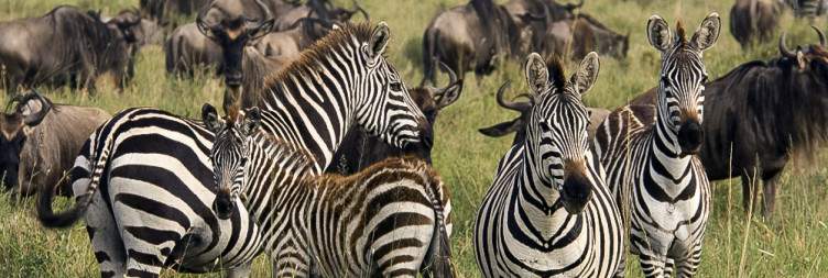 Arusha - Central Serengeti National Park