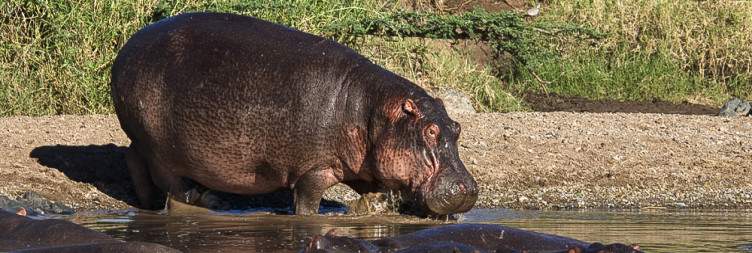 Central Serengeti Game drive