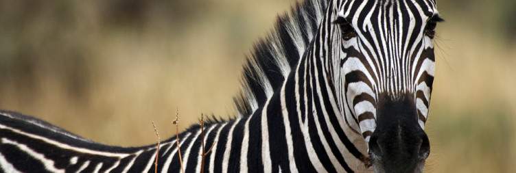 Game drive in Serengeti, overnight in Ngorongoro