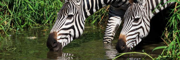 Game drive in central serengeti